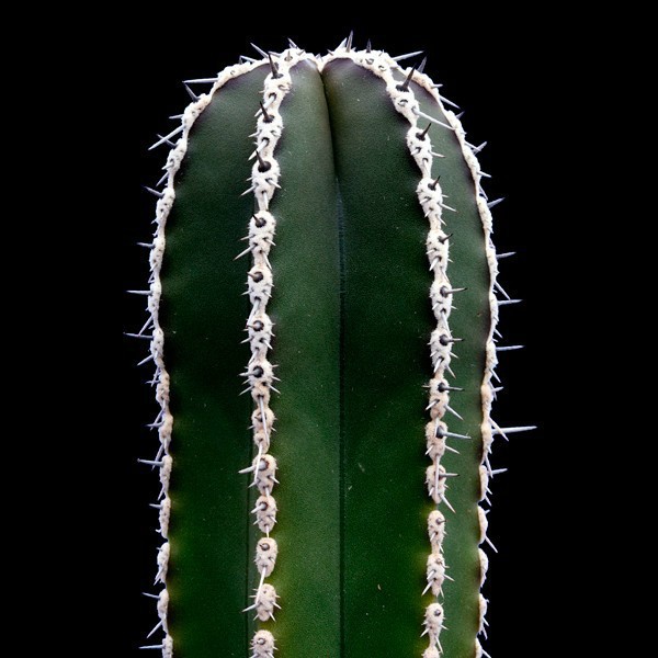 marginatocereus-marginatus-seeds.jpg
