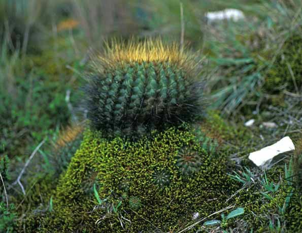 Matucana in moss large lo res.jpg