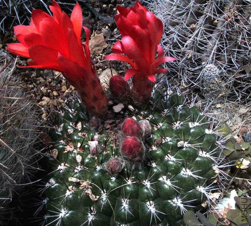 Matucana Ritteri.jpg