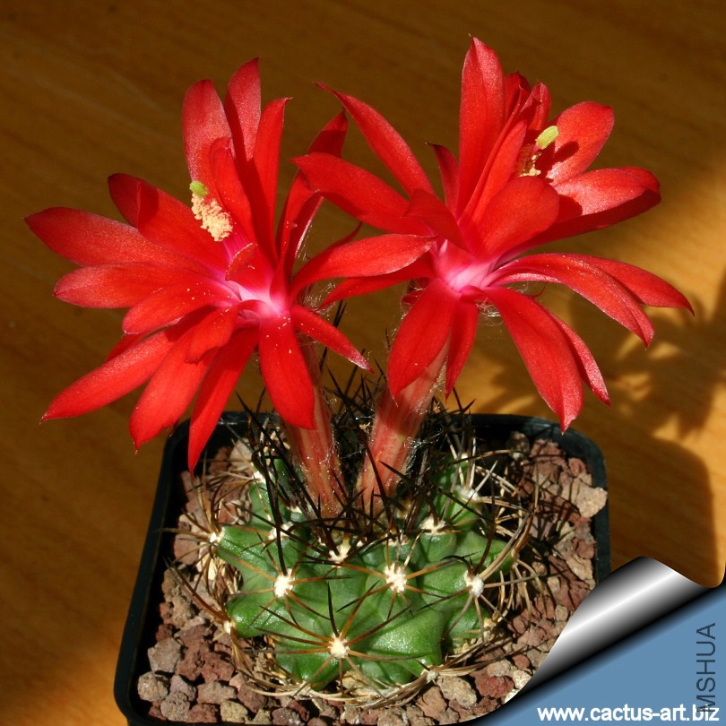 Matucana_calliantha_810.jpg