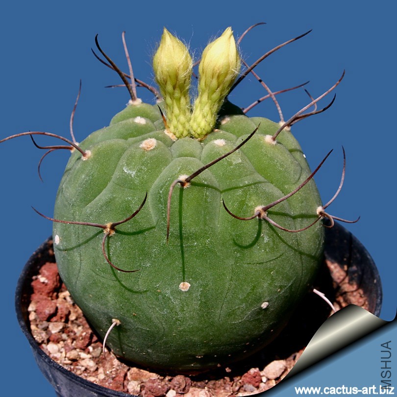 Matucana_madisoniorum_albiflora_buds_810.jpg