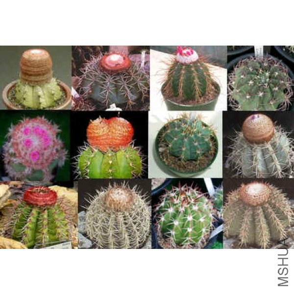 Graines_Melocactus_Seeds_Cactus_Cacti_Plante_Succulente.jpg