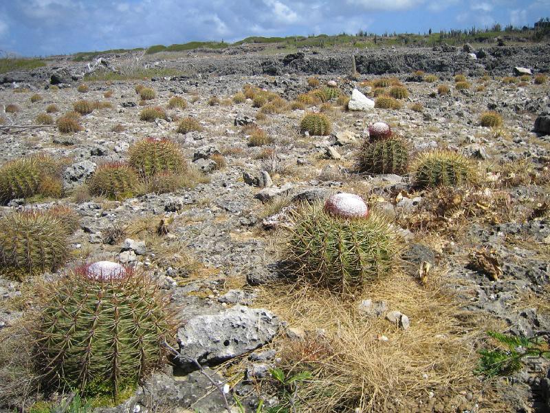 Melocactus macrocanthos 028.jpg