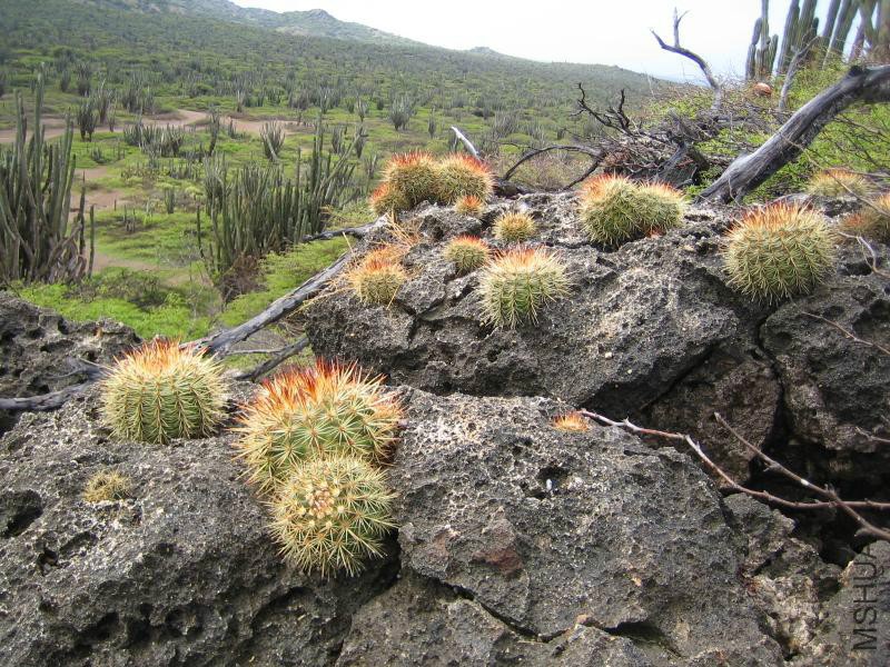 Melocactus macrocanthos 112.jpg