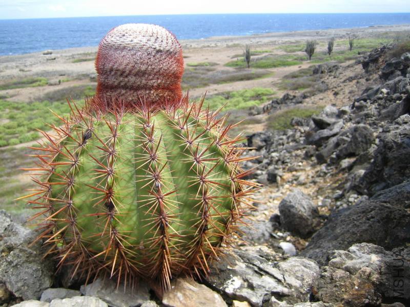 Melocactus macrocanthos 123.jpg