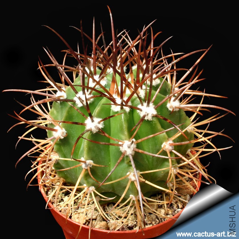 Melocactus_arcuatispinus_810.jpg