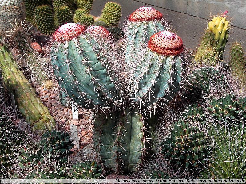 Melocactus_azureus_00.jpg