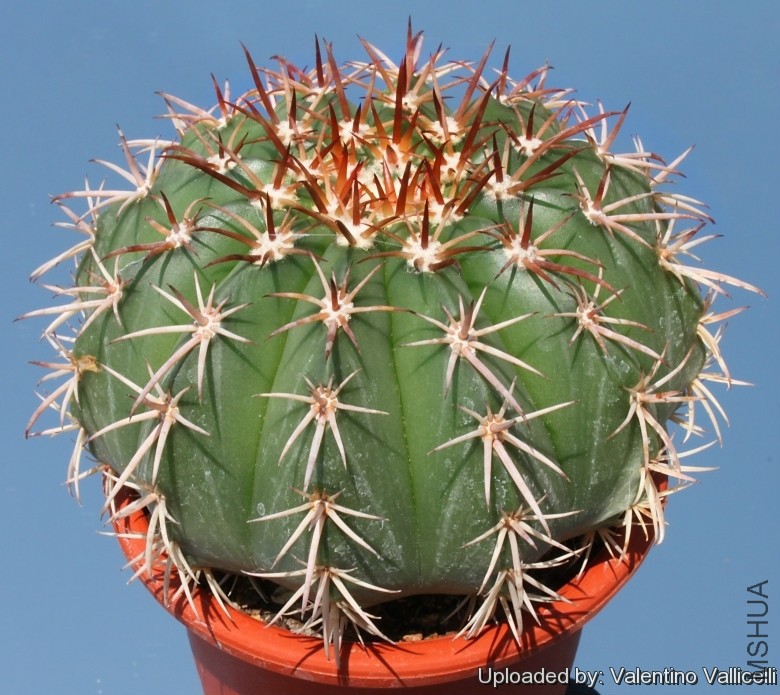 Melocactus_conoideus_8845_l.jpg