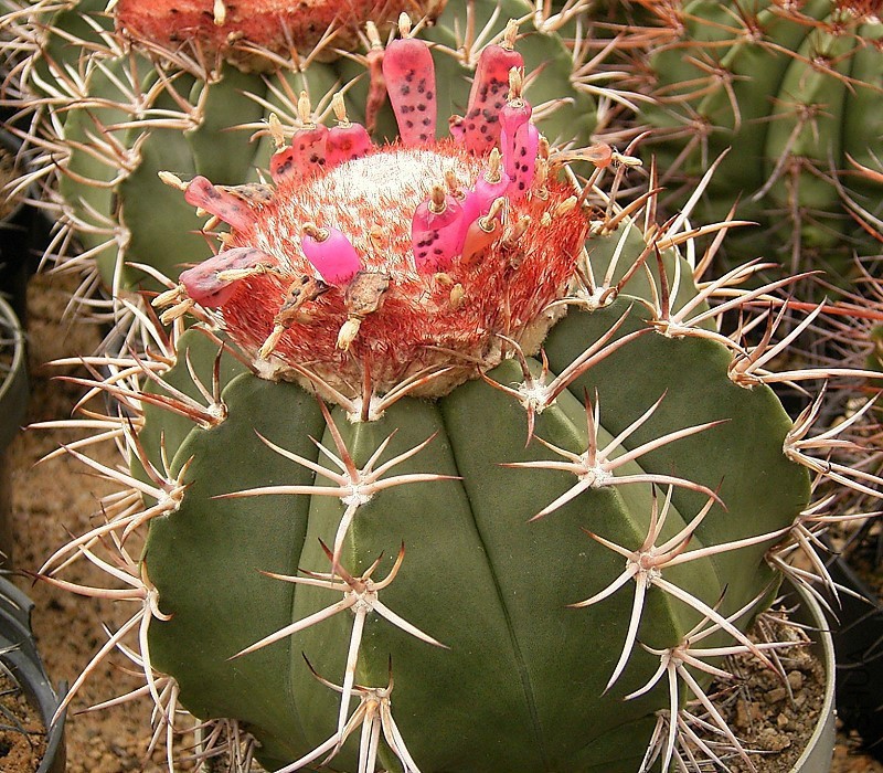 Melocactus_curvispinus_02_ies.jpg