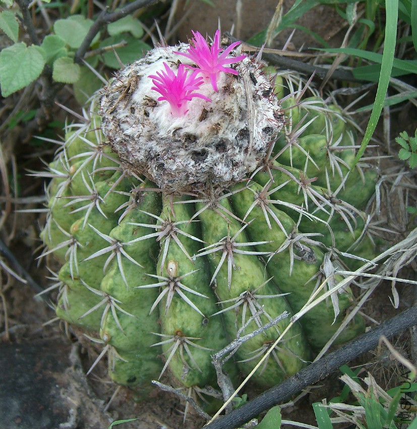 Melocactus_curvispinus_curvispinus_(1).jpg