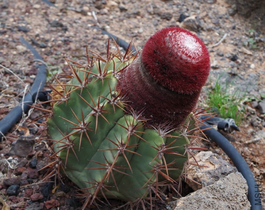 Melocactus_matanzanus_��_Oasis_Park.jpg