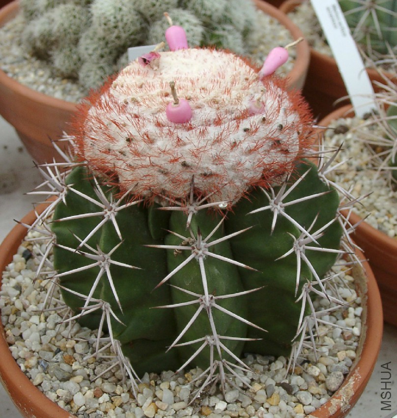Melocactus_violaceus.jpg