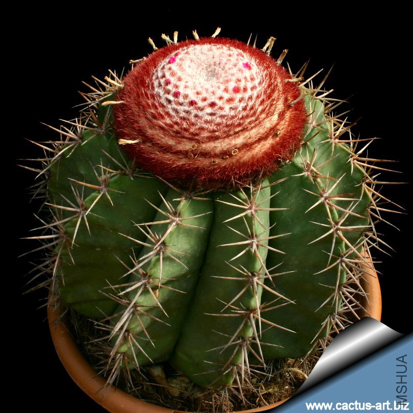 Melocactus_zehentneri_810.jpg