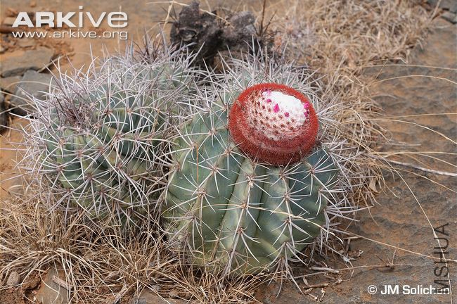 Melocactus-azureus-in-habitat.jpg