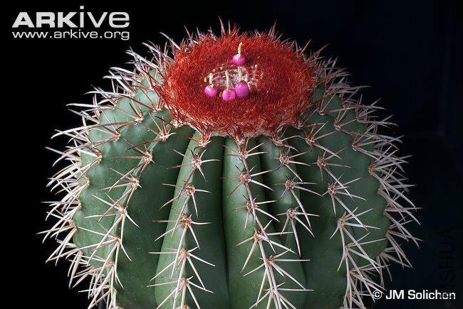 Melocactus-conoideus.jpg
