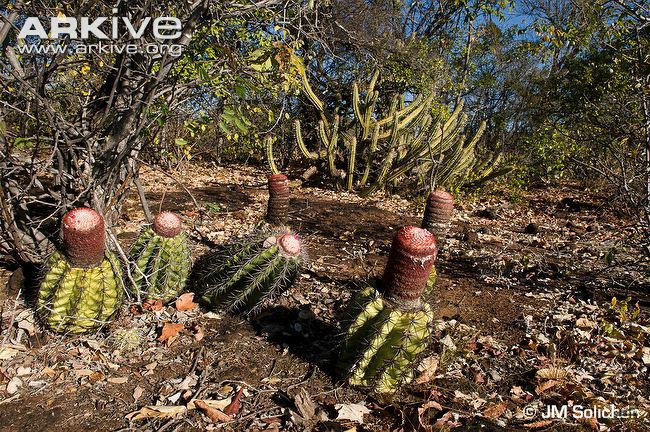 Melocactus-deinacanthus-in-habitat.jpg