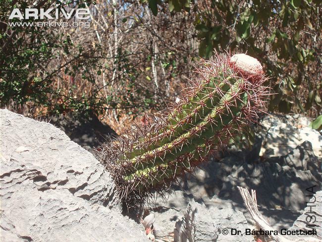 Melocactus-ferreophilus-growing-form-crevace-in-rocky-substrate.jpg