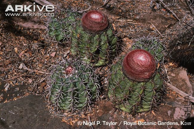 Melocactus-pachyacanthus-viridis-with-cephalium-.jpg