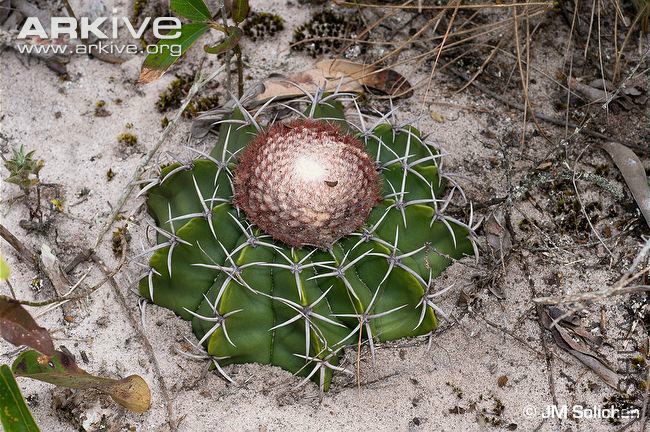 Melocactus-paucispinus.jpg