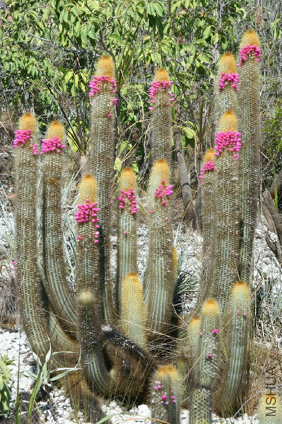 1478Micranthocereus_lr.jpg