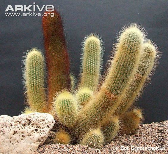 Cultivated-Micranthocereus-streckeri.jpg
