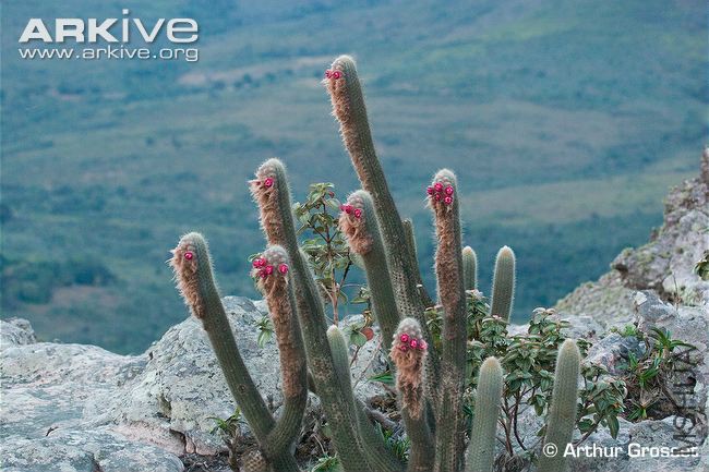 Hooded-visorbearer-habitat-with-cactus-used-to-make-nests-Micranthocereus-purpur.jpg