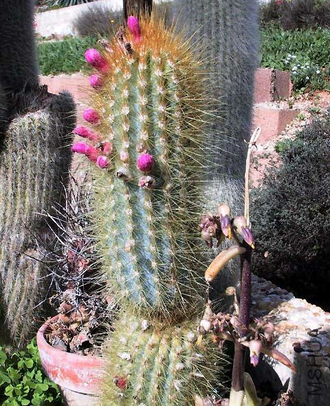 Micranthocereus Auri Azureus.jpg