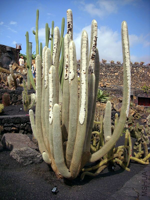 Micranthocereus_albicephalus.jpg