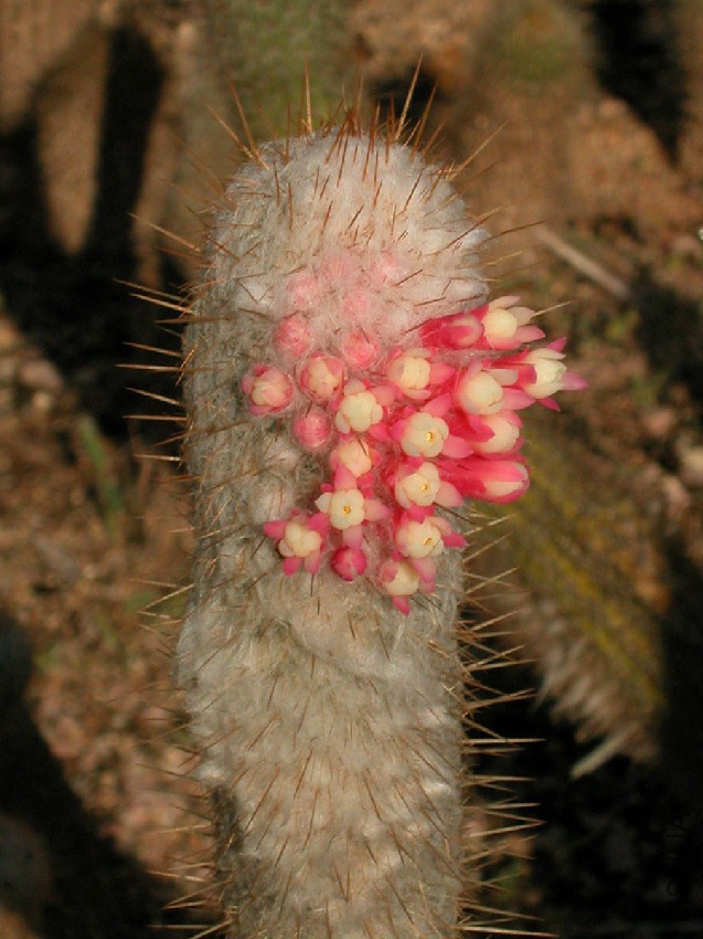 Micranthocereus_flaviflorus.jpg