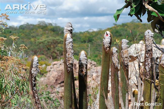 micranthocereus-albicephalus-growing-in-habitat.jpg