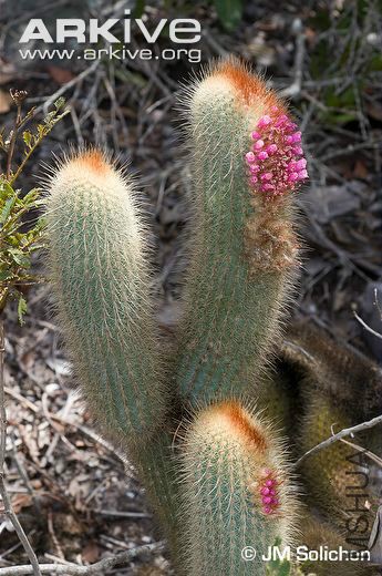 Micranthocereus-streckeri-flowering.jpg
