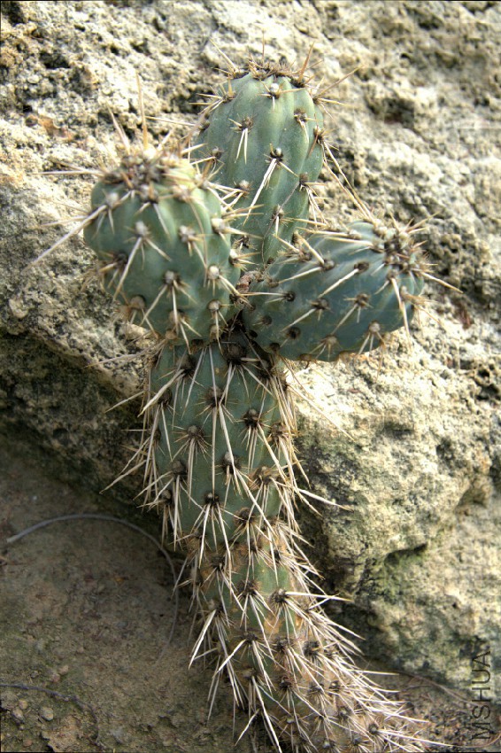 IMG_3324-Miqueliopuntia_miquelii.jpg