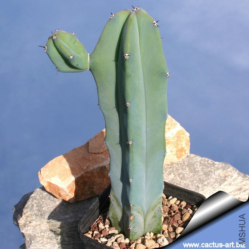 Myrtillocactus_geometrizans_sd_810.jpg