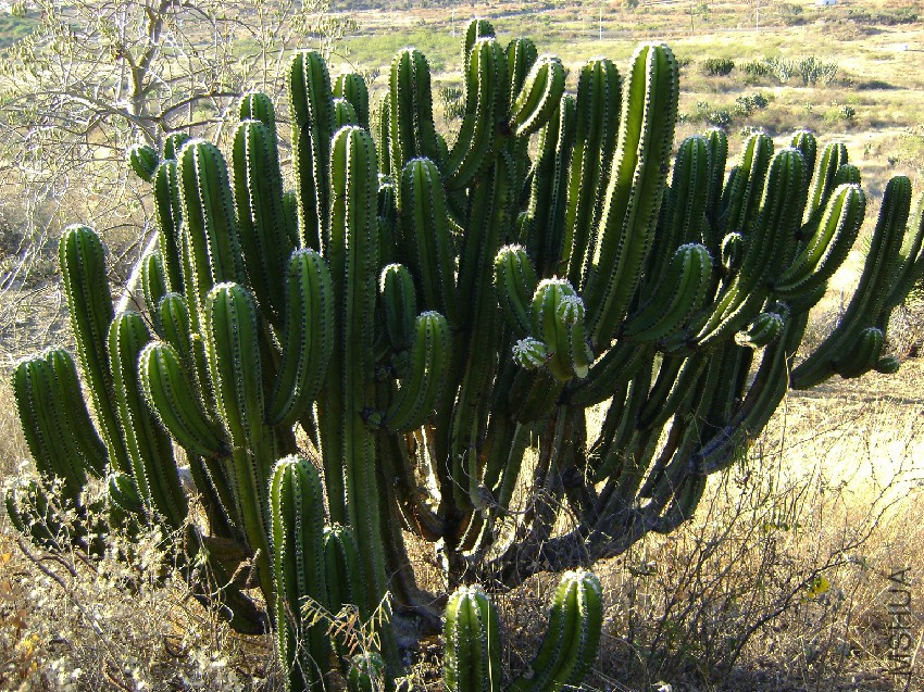 Myrtillocactus_schenckii.jpg