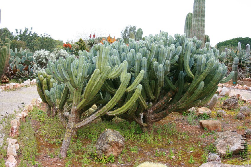 Ses_Salines_-_Botanicactus_-_Myrtillocactus_geometrizans_06_ies.jpg