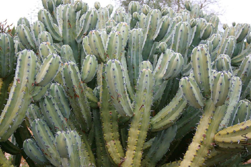 Ses_Salines_-_Botanicactus_-_Myrtillocactus_geometrizans_07_ies.jpg