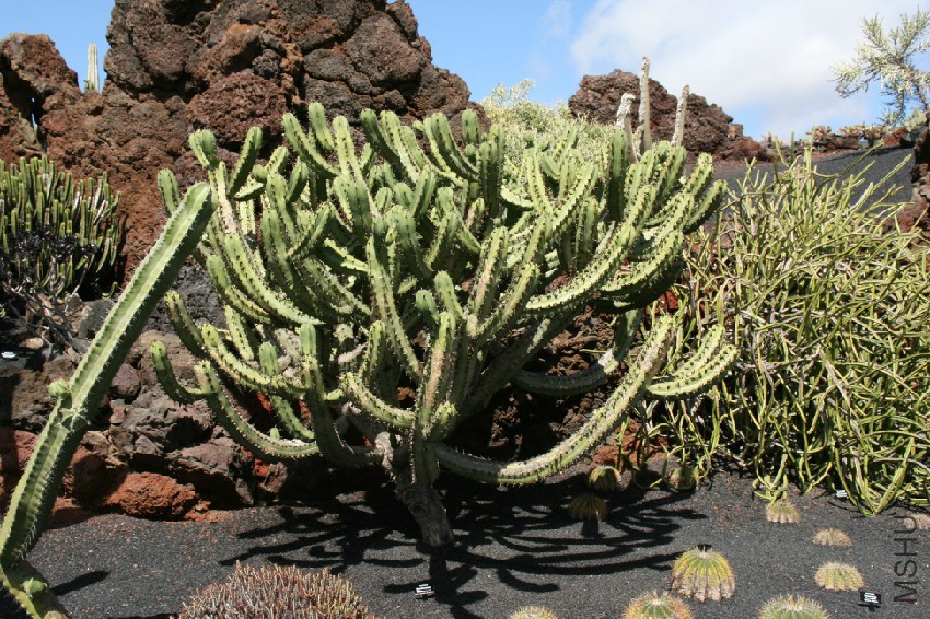 Teguise_Guatiza_-_Jardin_-_Myrtillocactus_geometrizans_03_ies.jpg