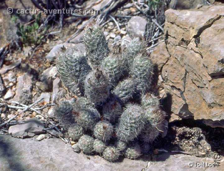 Escobaria tuberculosa  JL84142 Shafter Tx.jpg