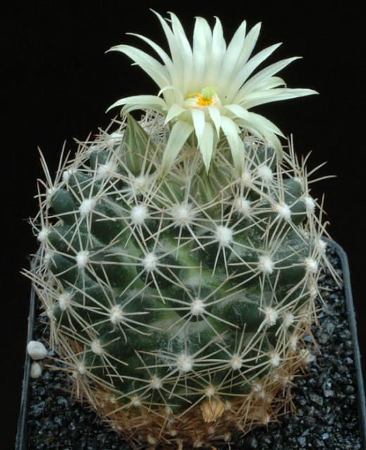 Neobesseya Asperispina.jpg