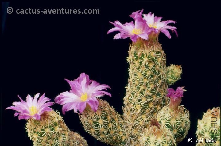 Neobesseya minima ex Escobaria minima JL1507.jpg