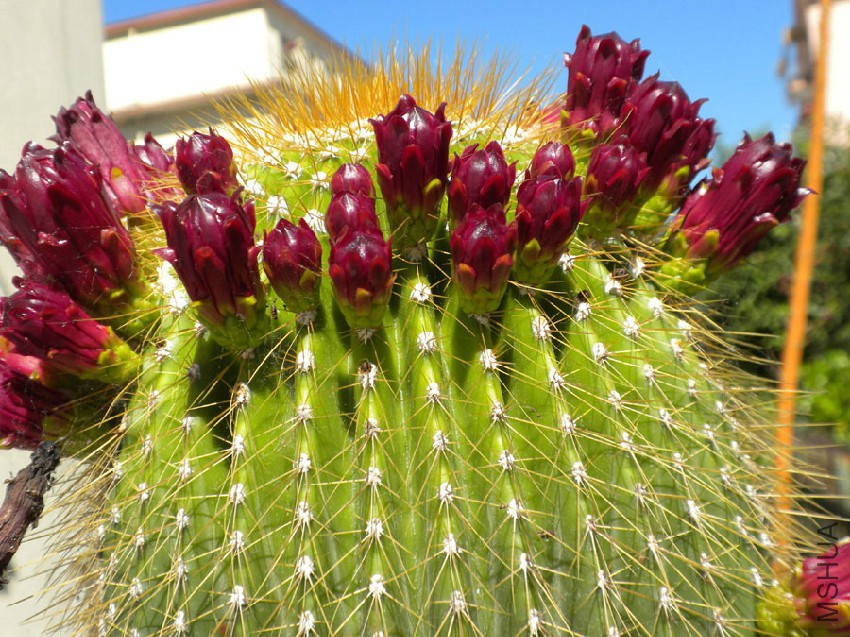 Neobuxbaumia polylopha.jpg