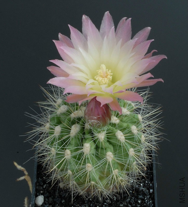 Neochilenia Chilensis V Albidiflora.jpg