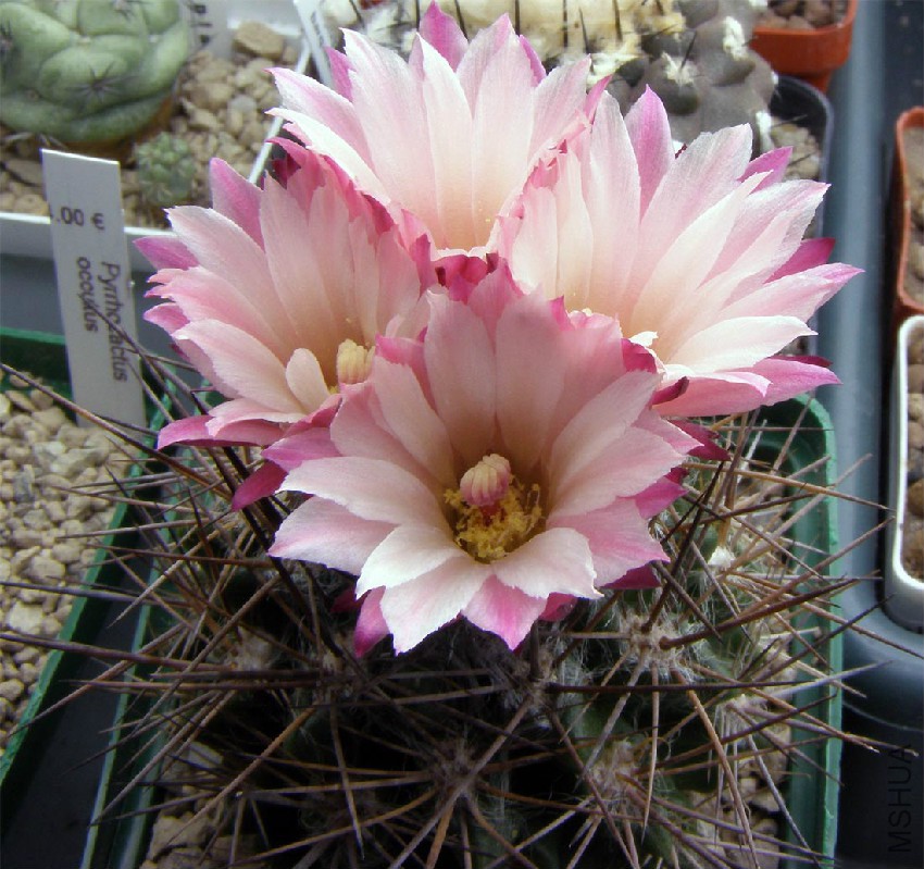 Neochilenia Floccosa.jpg