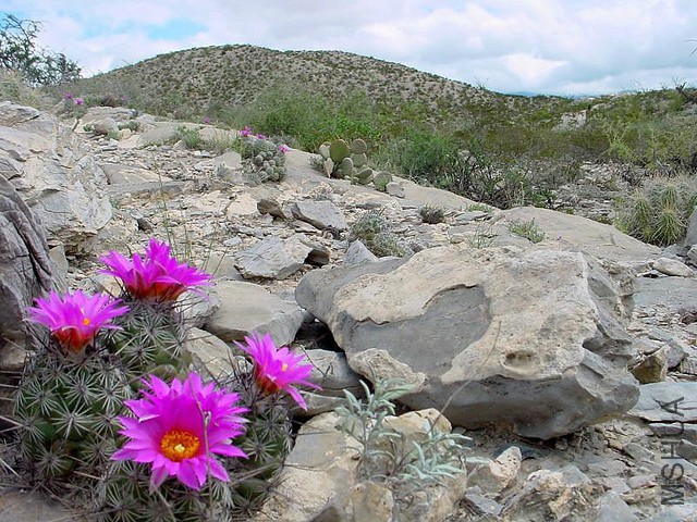 Neolloydia conoidea 2.jpg