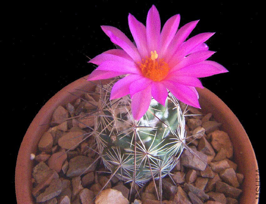 Neolloydia conoidea03.jpg