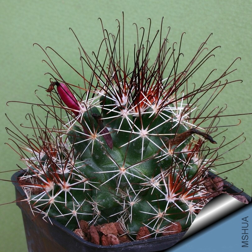 Neolloydia Odorata Cumarina.jpg