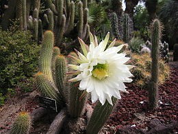 260px-Lightmatter_cactusflower.jpg