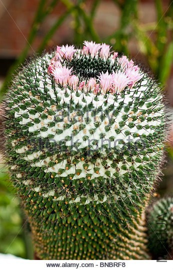 mammillaria-supertexta-mammillaria-martinezii-mammillaria-elegans-bnbrf8.jpg