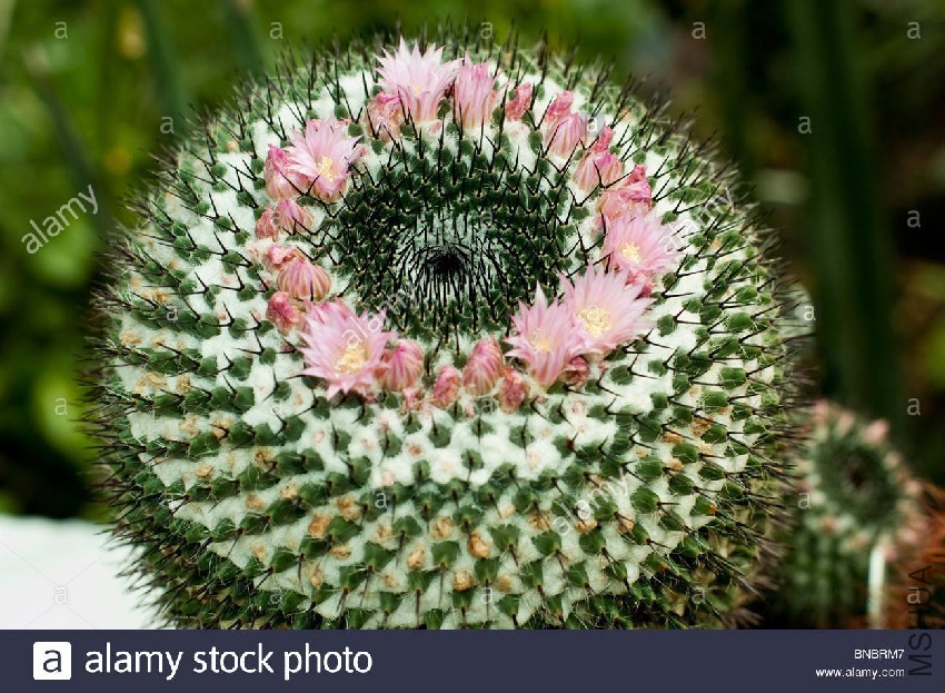 mammillaria-supertexta-mammillaria-martinezii-mammillaria-elegans-BNBRM7.jpg