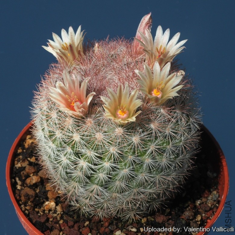 Neomammillaria_candida_var__rosea_23742_l.jpg